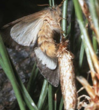 Papillon femelle chenille processionnaire du pin qui pond sur cocon