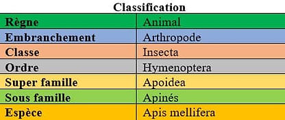 Classification ordre des abeilles - AFG-Nuisibles