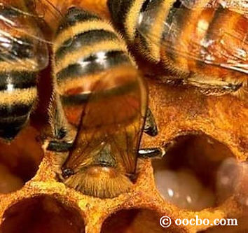 Abeille dans une cellule - AFG-Nuisibles