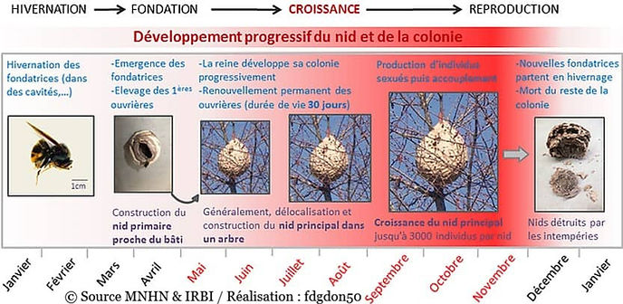 Développement de la colonie du frelon asiatique - AFG-Nuisibles