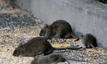 AFG-Nuisibles - Désinsectisation Dordogne