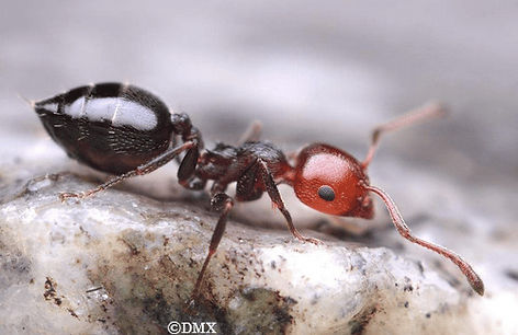 Fourmi acrobate - AFG-Nuisibles | Dordogne