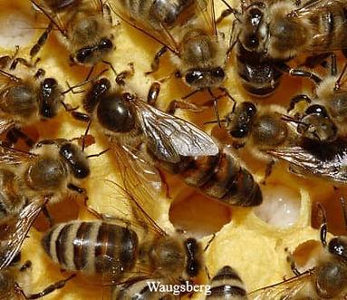 Abeille reine et ouvrières
