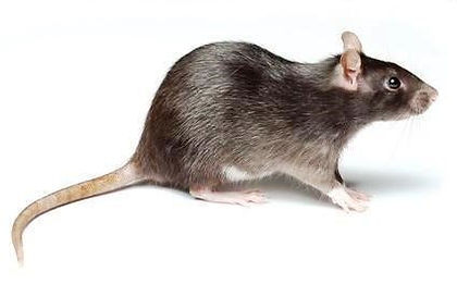Morphologie du rat noir -AFG-Nuisibles