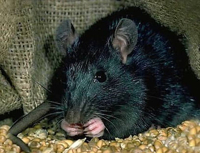 Le rat noir aime le blé - AFG-Nuisibles