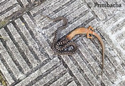 Vipère séoane avalant un autre serpent - AFG-Nuisibles - Dordogne