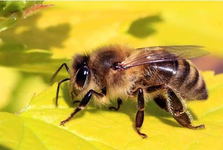Abeille - Protection des abeilles