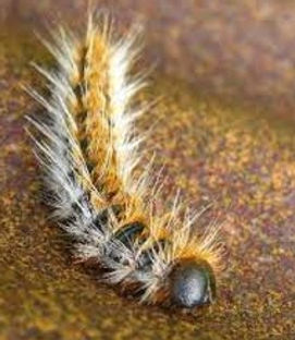 Chenille processionnaire du pin sur le sol
