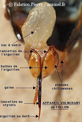 Dard du frelon asiatique - AFG-Nuisibles
