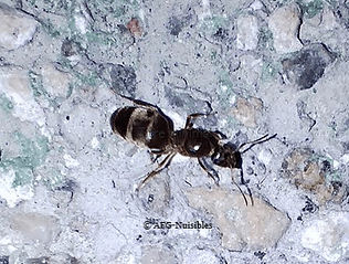 La Fourmi noire des jardins - AFG-Nuisibles