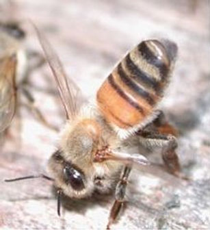 Abeille qui bat le rappel