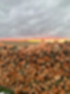 IMG_2683.jpeg