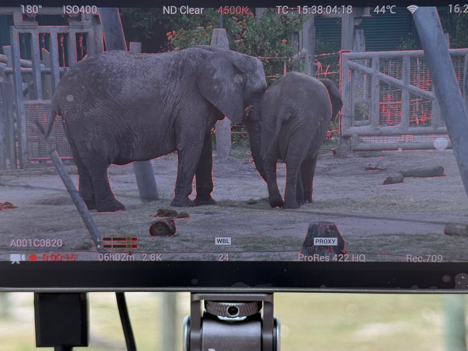 Behind the scenes of  filming rhinos on a commercial video production shoot