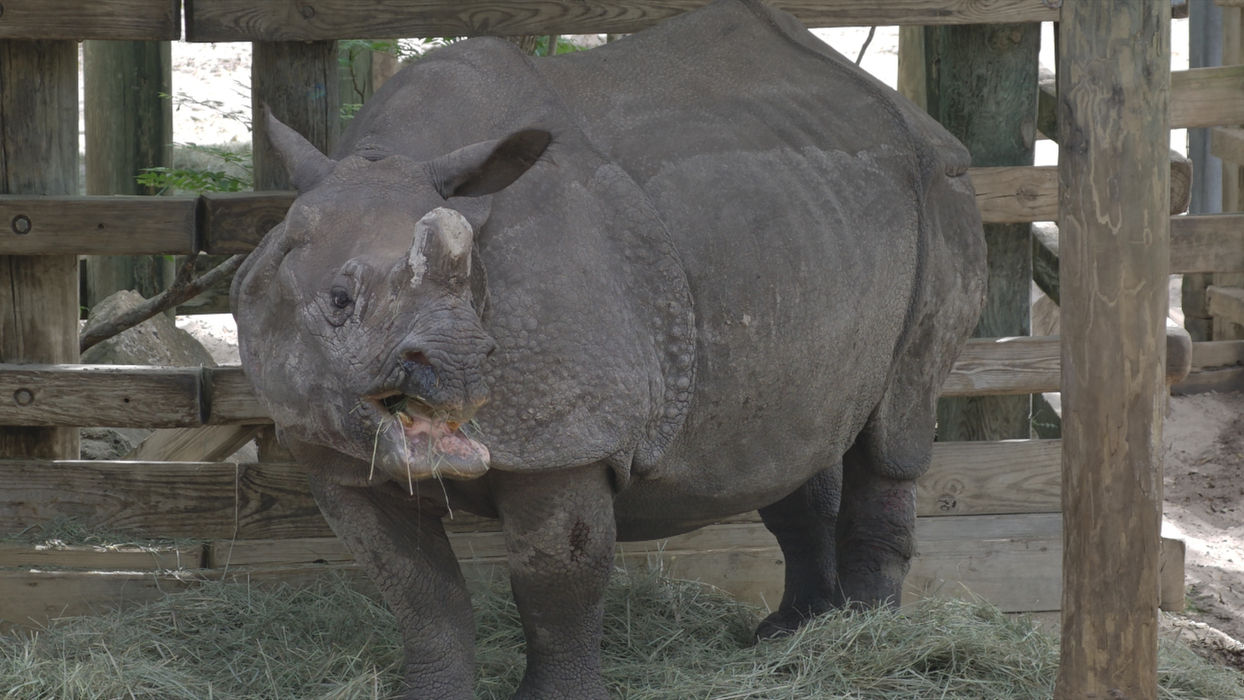still of a rhino at a zoo