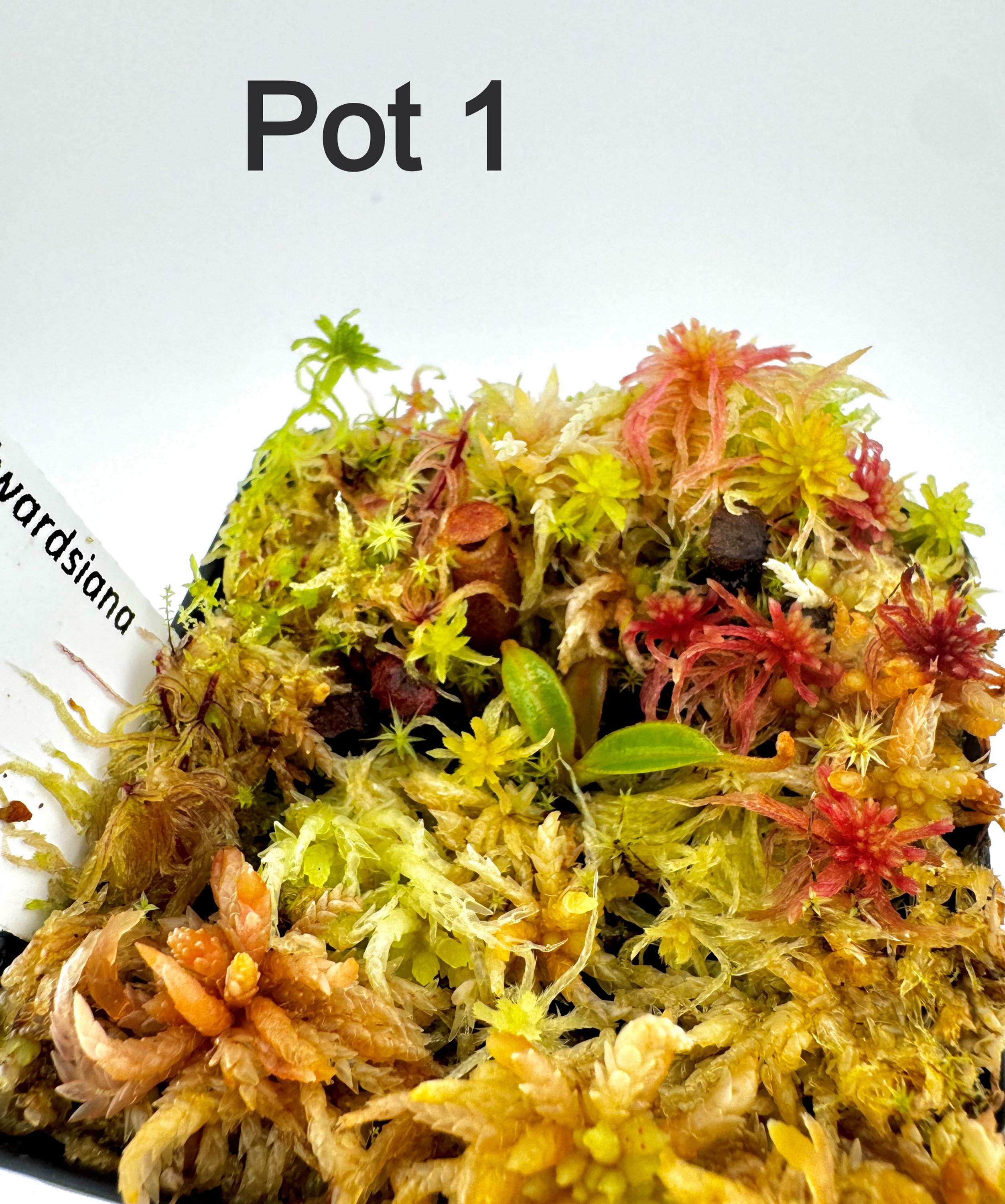 Nepenthes edwardsiana BCP N2278-03