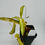 Thumbnail: Nepenthes gracilis variegated