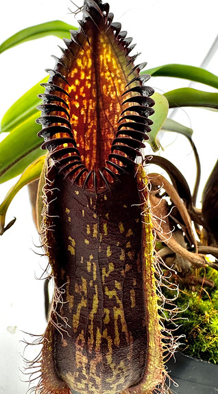 Nepenthes hamata