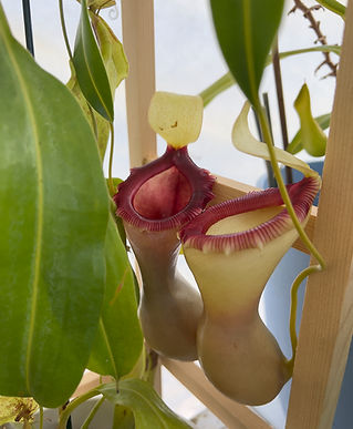 Nepenthes ventricosa porcelain