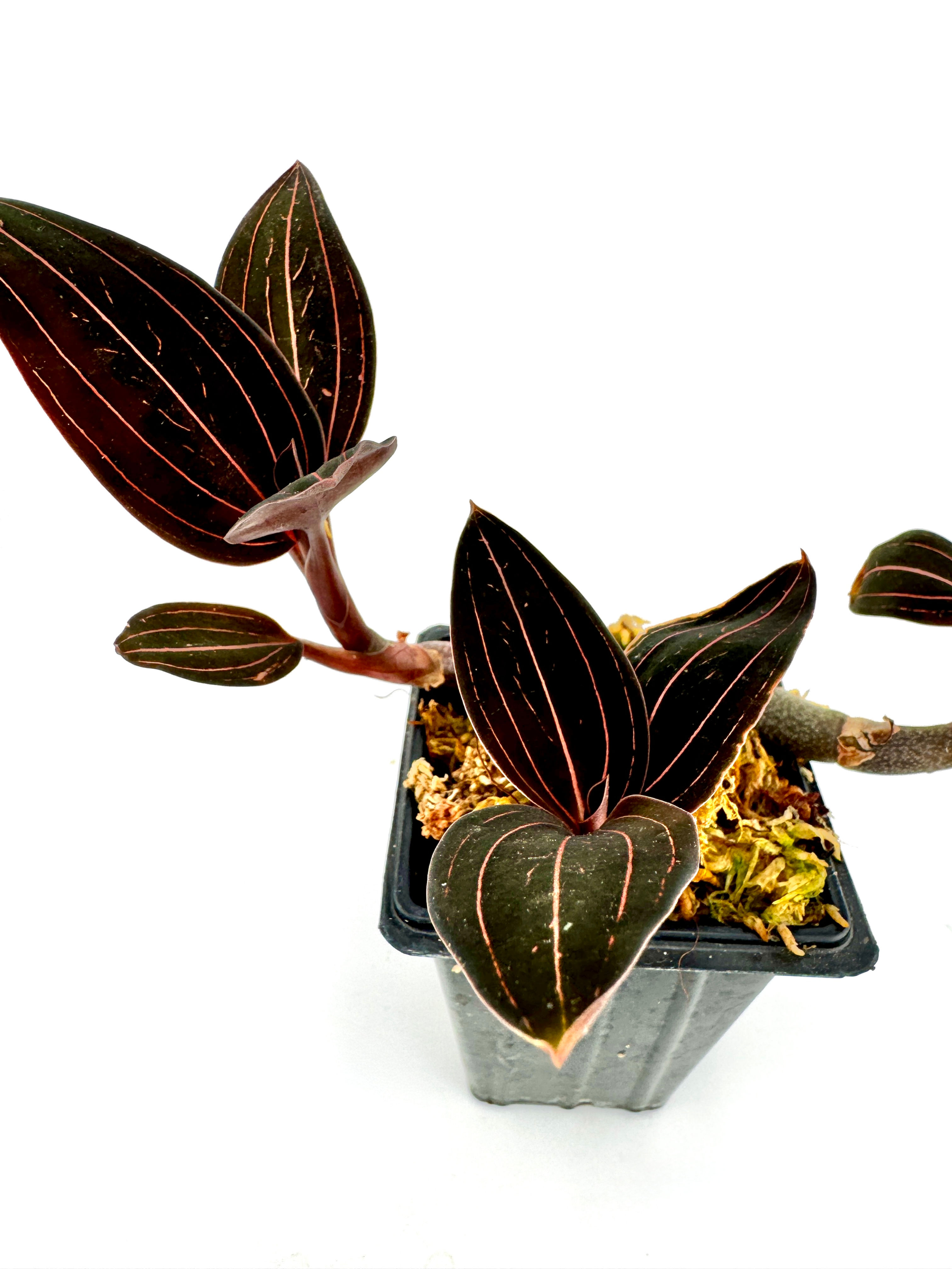 Ludisia discolor