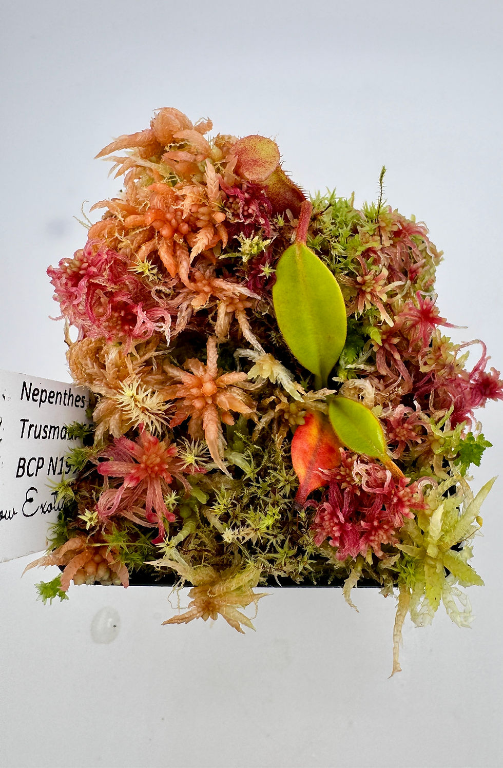 Thumbnail: Nepenthes macrophylla BCP Mixed Clones