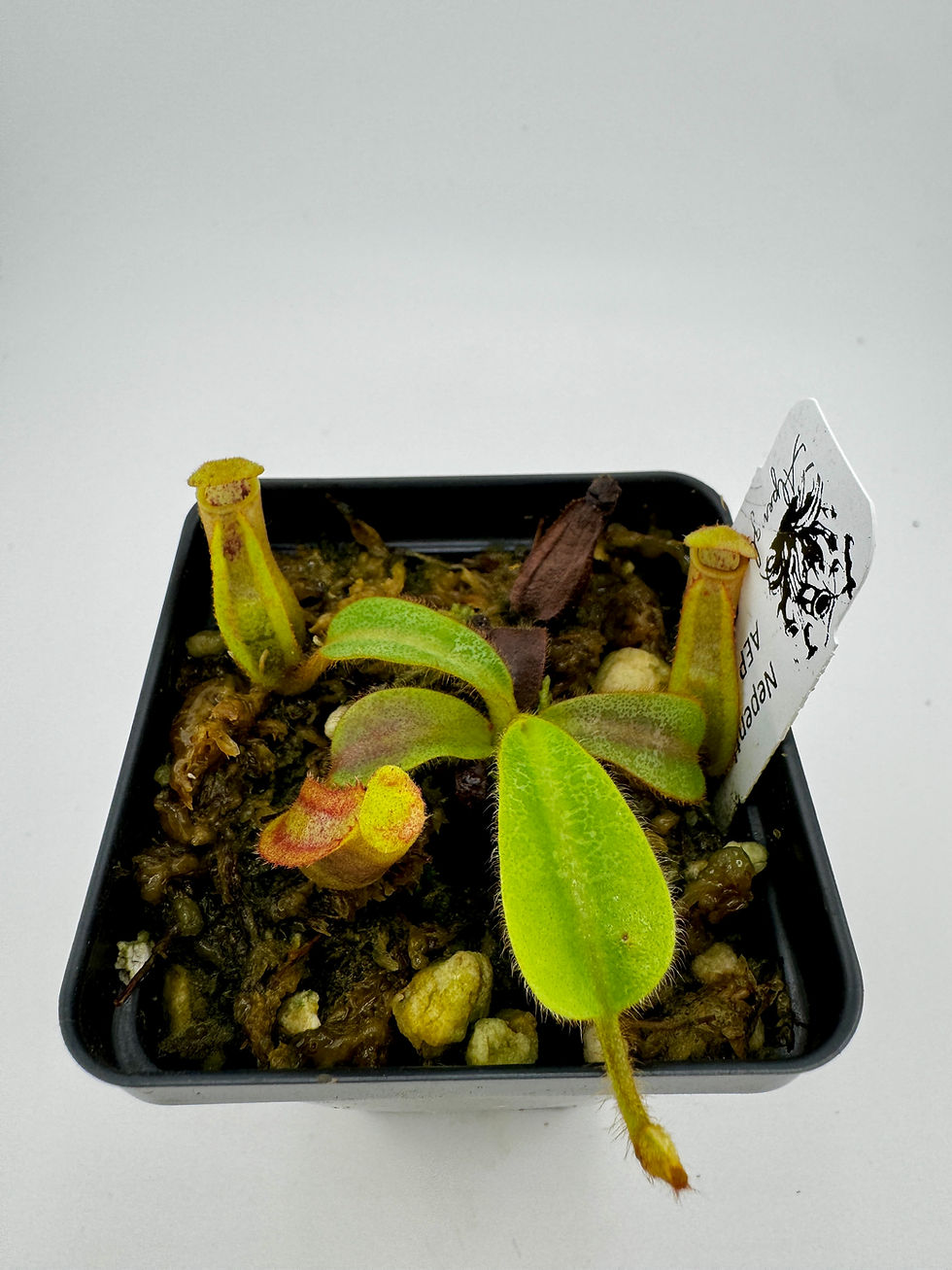 Thumbnail: Nepenthes veitchii AEP