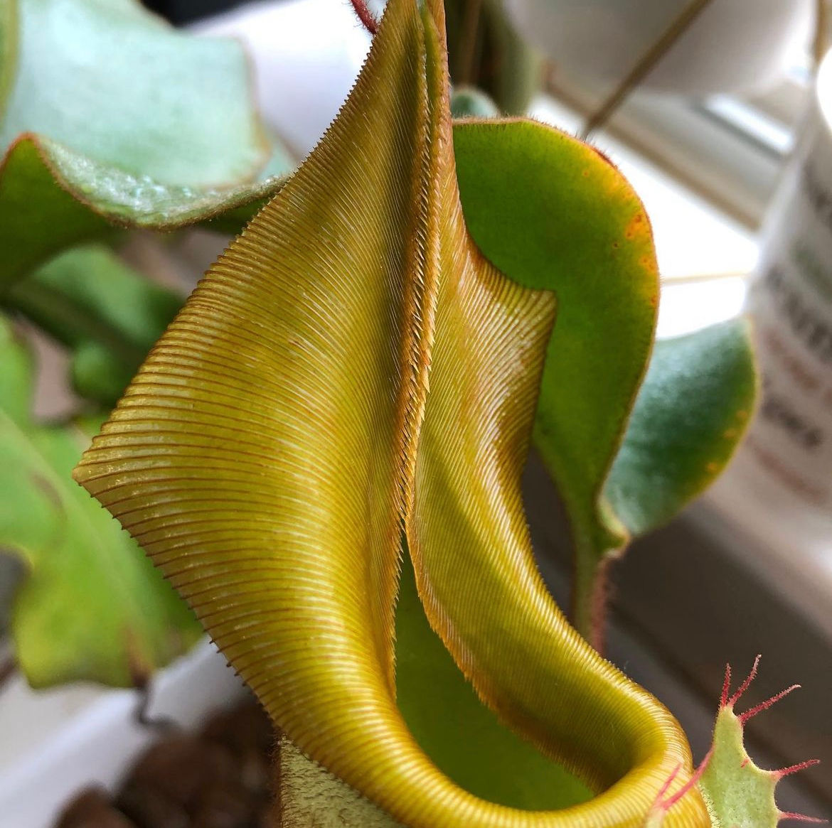 Nepenthes veitchii Hose Mountains (Female)