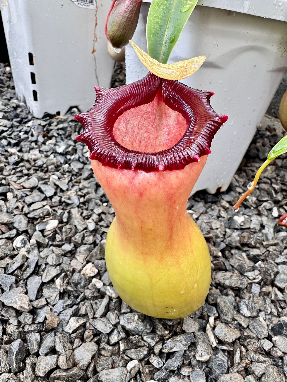 Thumbnail: Nepenthes ventricosa (C) X 'Porcelain Giant'