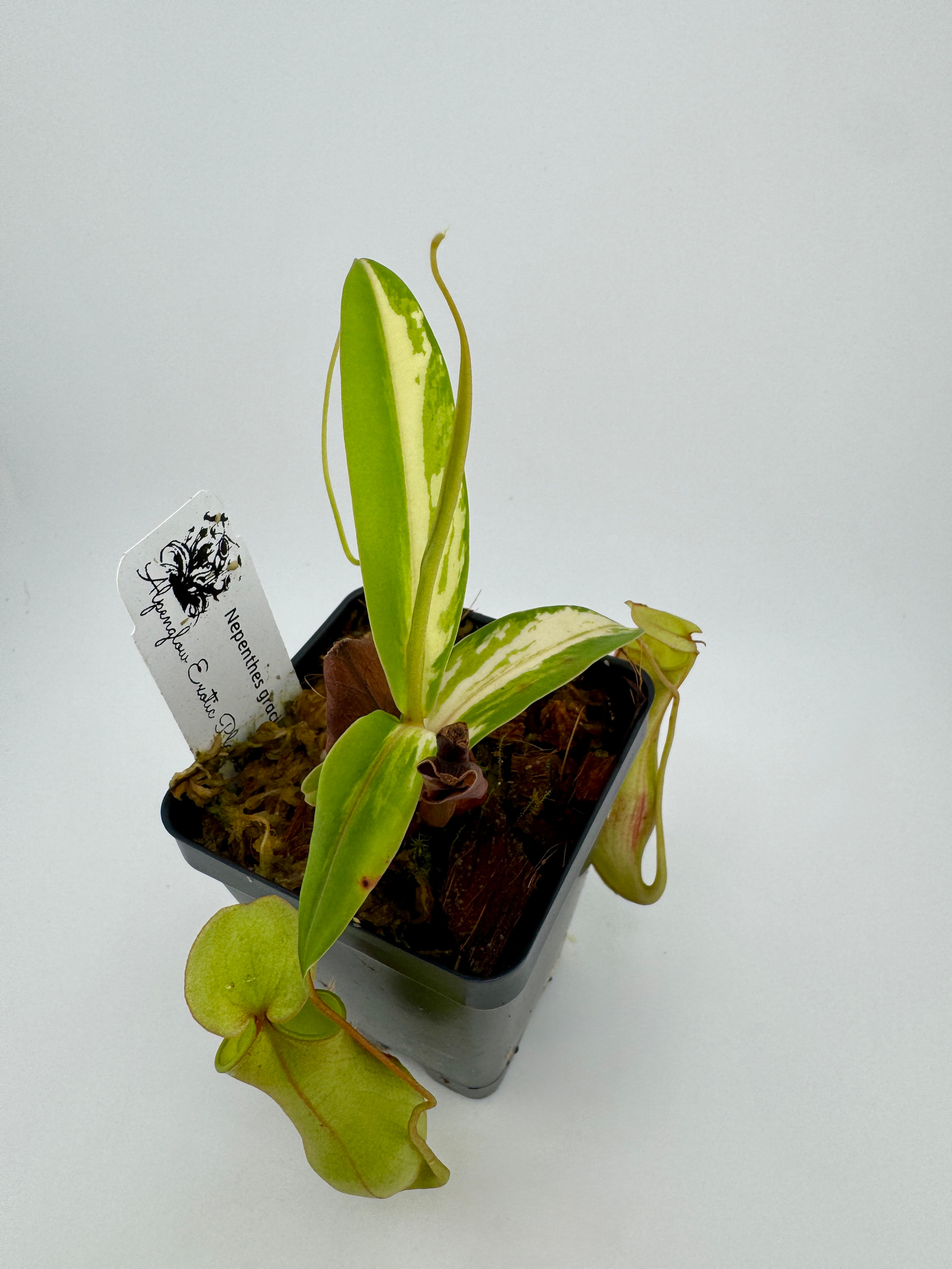 Nepenthes gracilis variegated