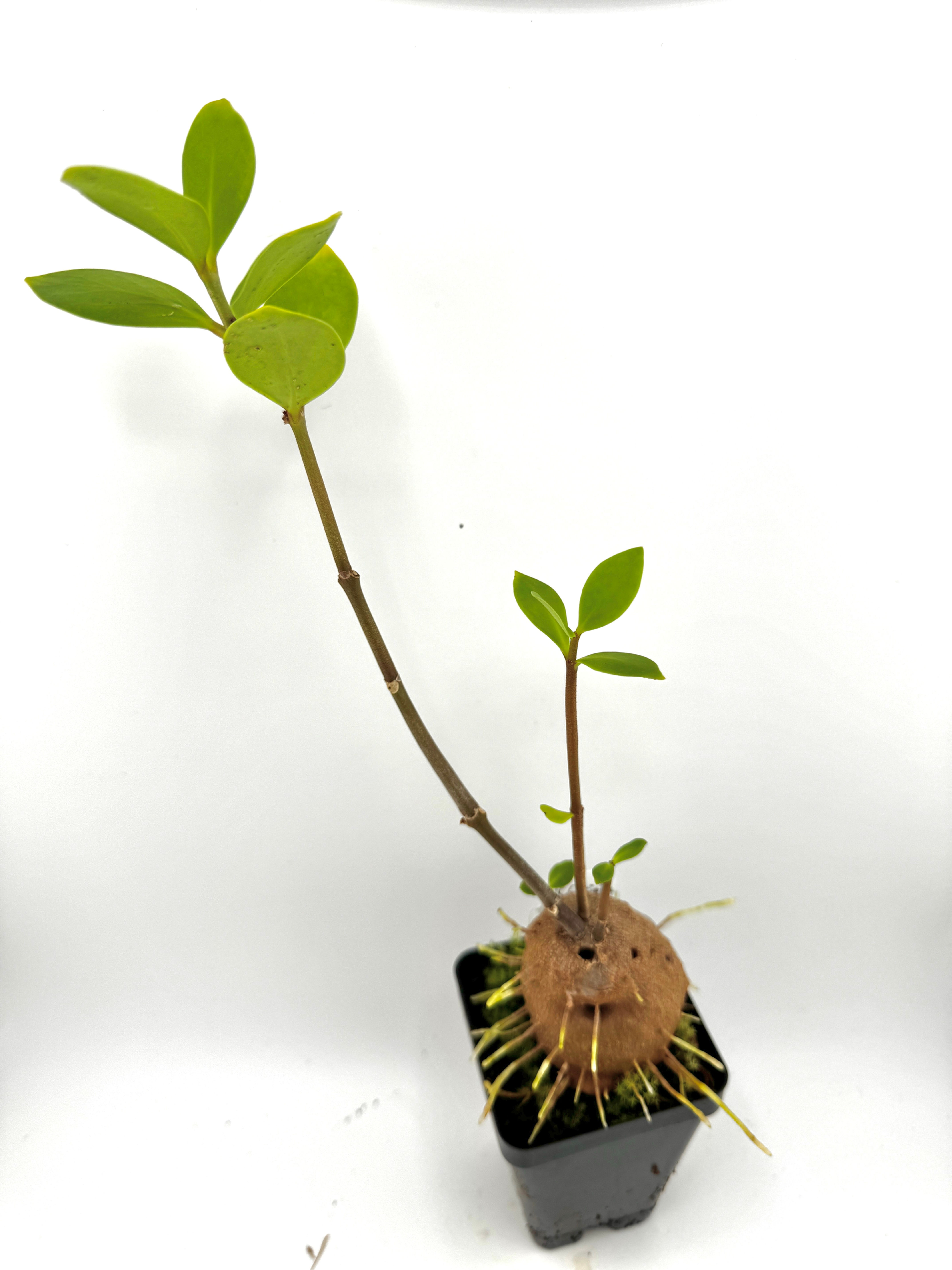 Hydnophytum sp. Siquijor Island