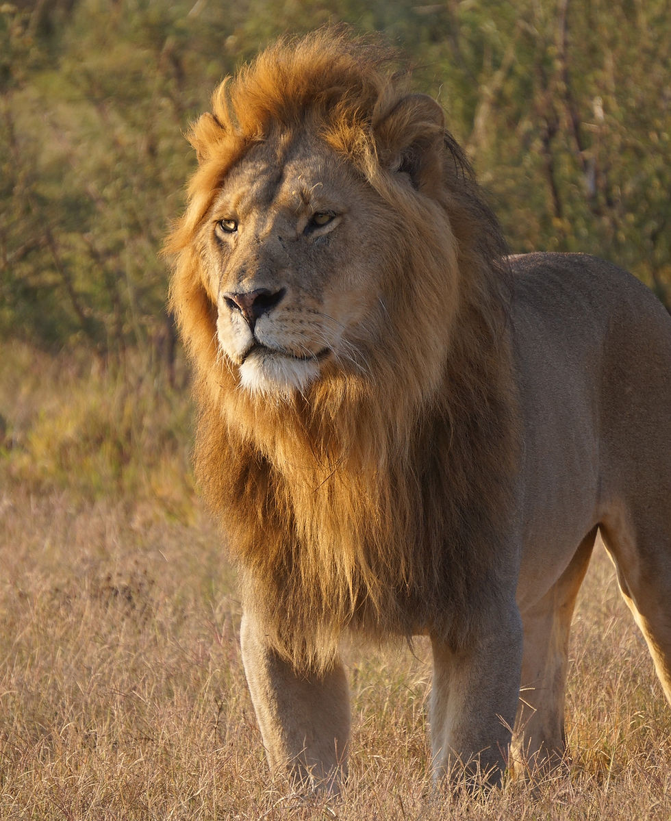 Eye-level view of a lion resting in the grassland of an African savannah
