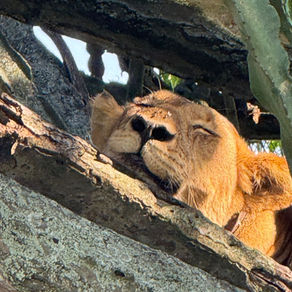 Explore the Ultimate 10-Day Gorilla and Wildlife Safari Itinerary in Uganda