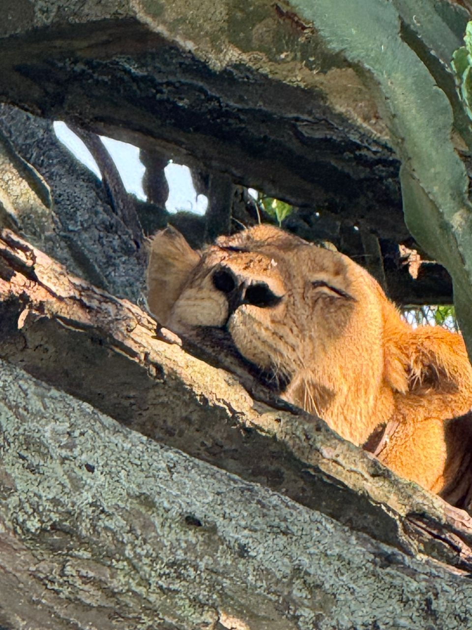Explore the Ultimate 10-Day Gorilla and Wildlife Safari Itinerary in Uganda
