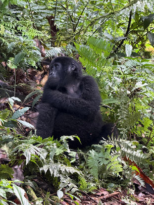 Gorilla Habituation Experience in Uganda Is It Worth 1500