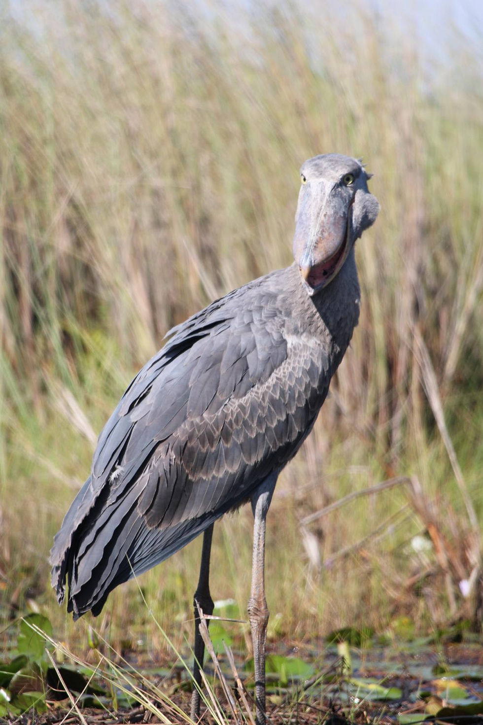 Shoebill Bird Experience in Mabamba Swamps
