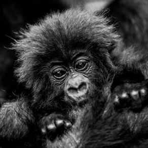 Rwanda Trekking Insights: Explore Gorilla Trekking Opportunities in Rwanda