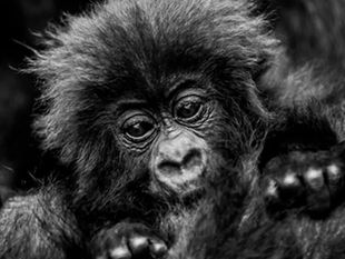 Rwanda Trekking Insights: Explore Gorilla Trekking Opportunities in Rwanda