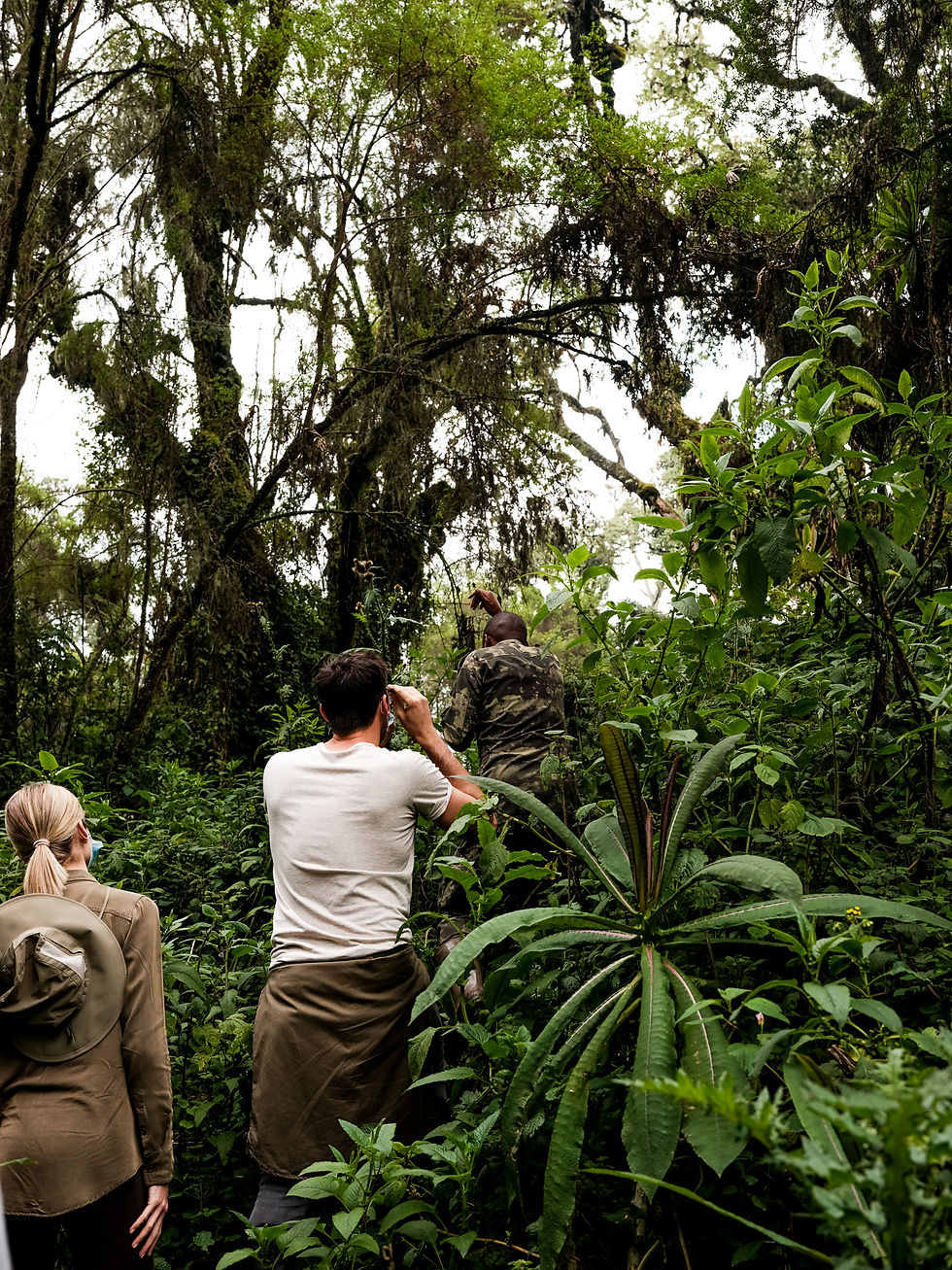 Eye-level view of dense forest trail winding through Volcanoes National Park