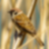 23_eurasian tree sparrow_male.JPG