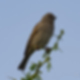 20_swahili sparrow_kenya.jpg