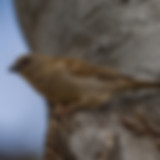 southern gray-headed sparrow_south afric