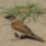 17_grey-headed sparrow_uganda.jpg