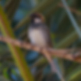 04_spanish sparrow_LaGomera.jpg