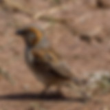 14_kenya rufous sparrow_male_kenya.jpg