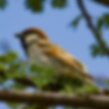 06_somali sparrow_kenya-1.jpg