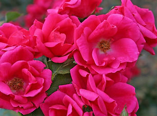 Gartenfreund_1.jpg