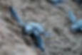 Baby Loggerhead turtles at Dalyan