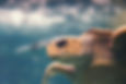 Loggerhead turtle at Turtle Beach Turkey