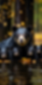 jorzila_Family_of_spectacled_bear_Tremarctos_ornatus_Andean_bea_f3551726-86dc-43f2-9feb-2c