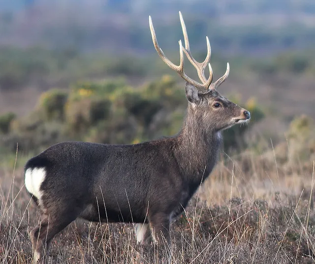 Sika.jpg.webp