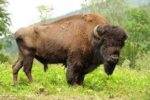 Bisonte.jpg